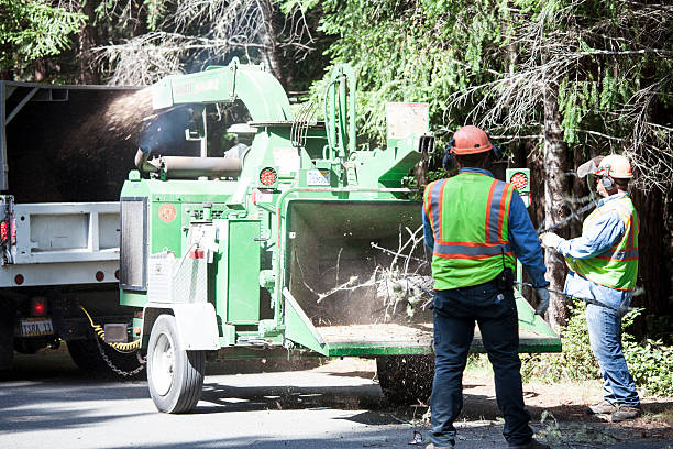 Candler Mcafee, GA Tree Removal Services Company